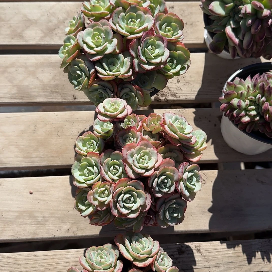 奶油黄桃多肉植物