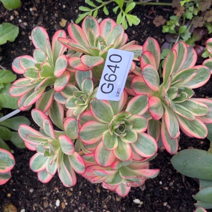 640魅金玫瑰锦多肉