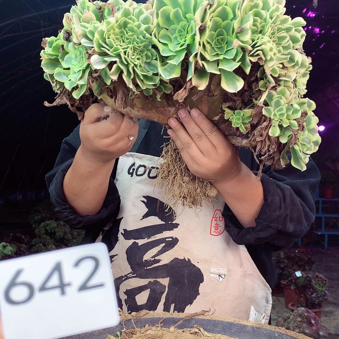 柒柒精品法师脱土发货不包断侧枝处理642