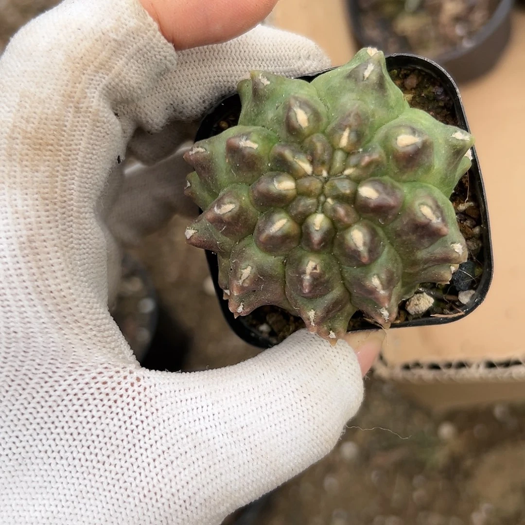 杜呃呃呃呃呃呃呃呃呃呃