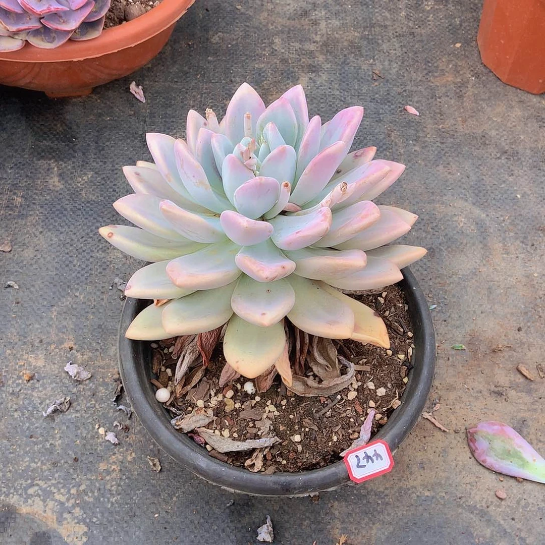 九号一物一拍多肉447奥普