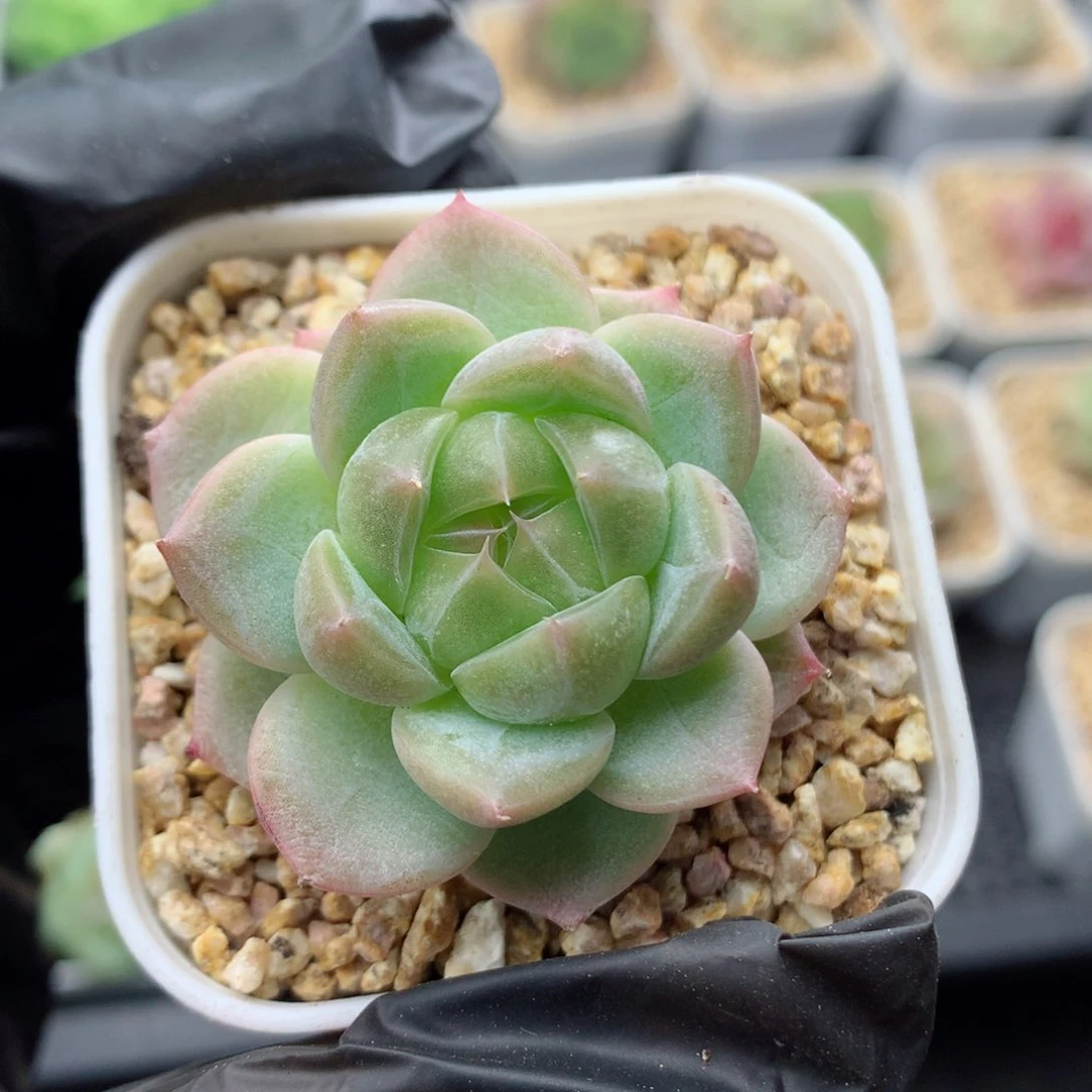 58包邮  群生不包整糖心22