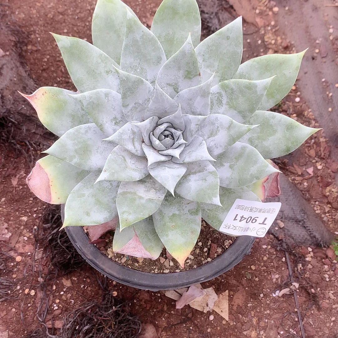 是***吖9041雪山仙女杯多肉