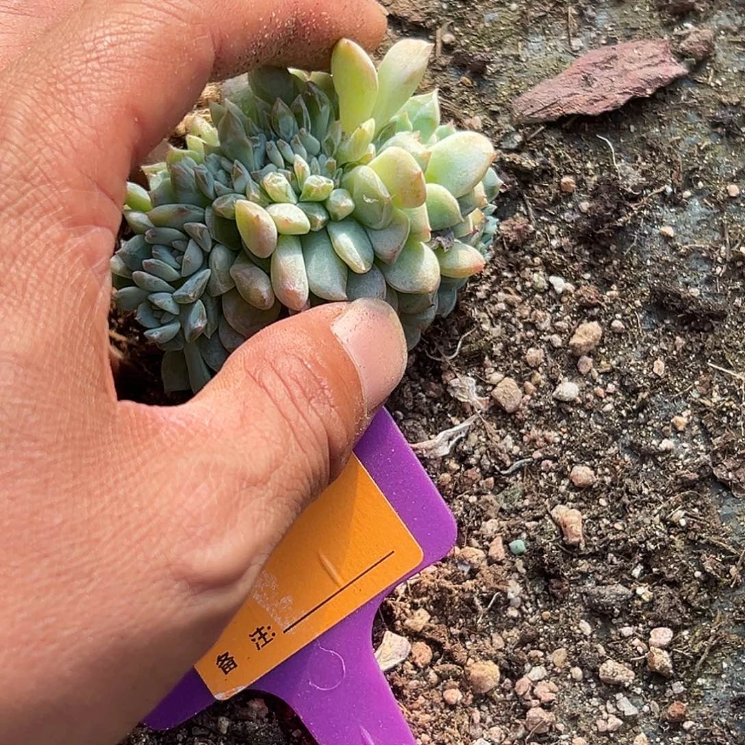 冰***蕾多肉植物一物一拍
