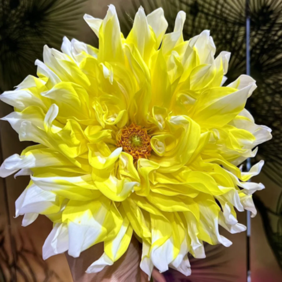 爆款【柠檬桃子】大丽花超大花型重瓣进口整坨