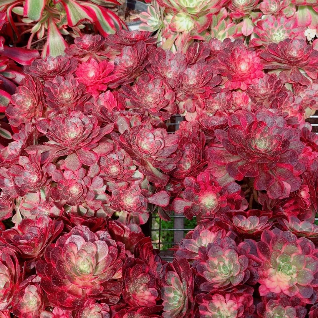 模特黑墨錦量拍多肉法师一个