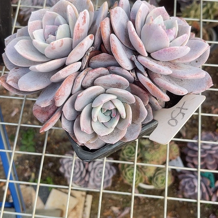 甜***歌两单包邮，一物一拍，50