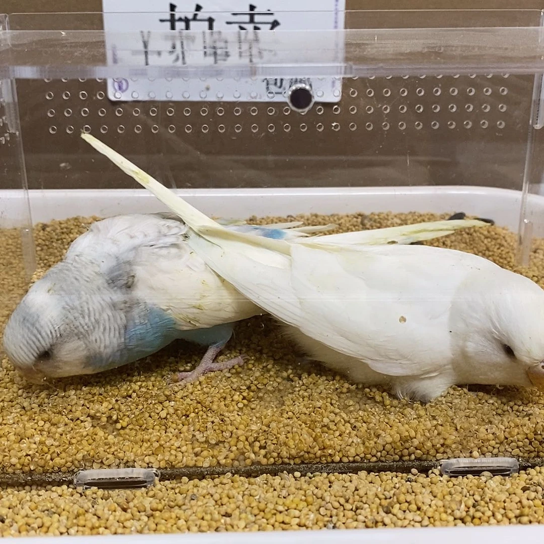 虎皮鹦鹉大头虎皮