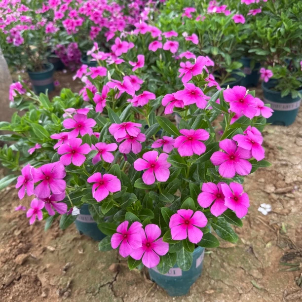 【三年老桩】木本天天开长春花五叶梅盆栽花苗四季开花木质化主干