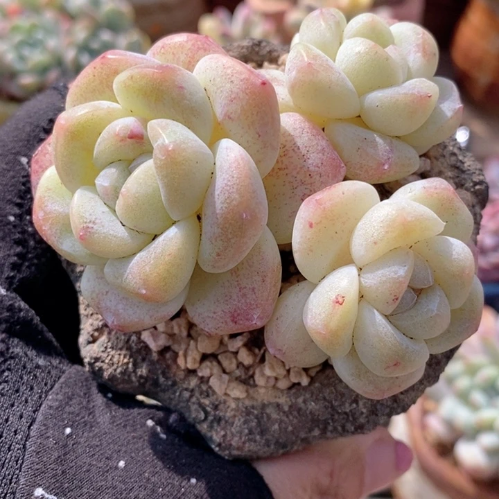 冰玉变异 韩货精品