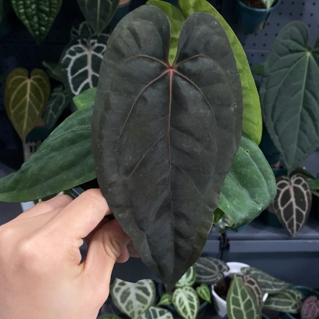 完全开放003戴斯杂黑凤凰