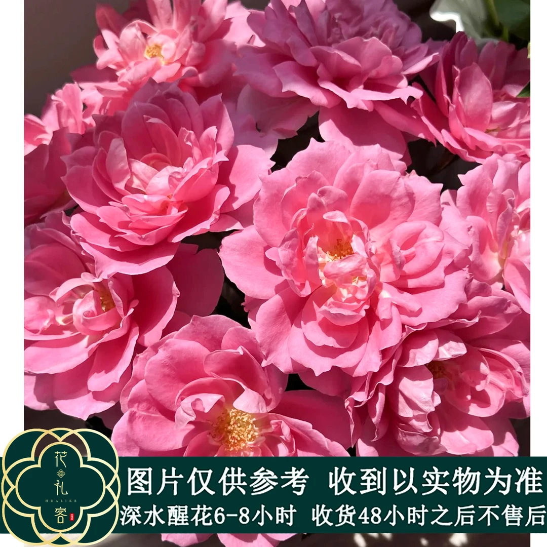 云花巷#【花物语-酒醉蝴蝶】鲜花优选 顺丰直发