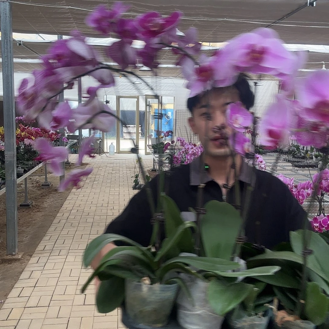 完全开放随机花两颗装不售后