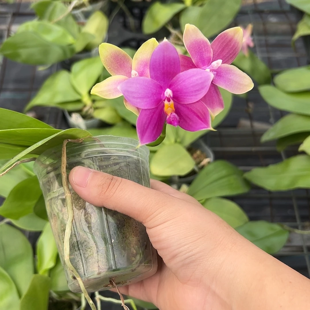 完全开放蓝盾交蓝贝香2.5寸一颗