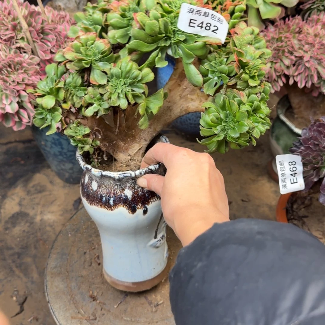 482小叶缀化法师多肉