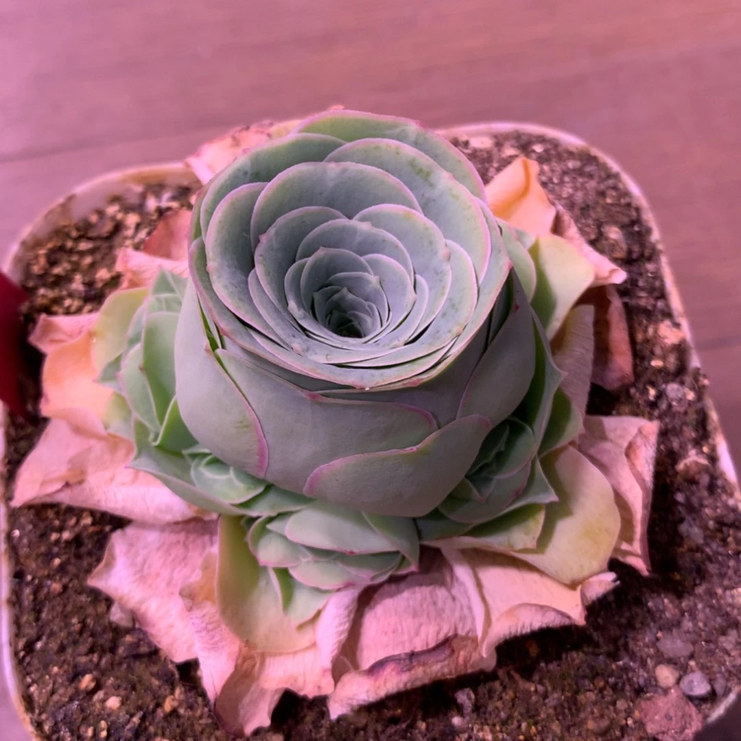 ?****一物一拍离歌081