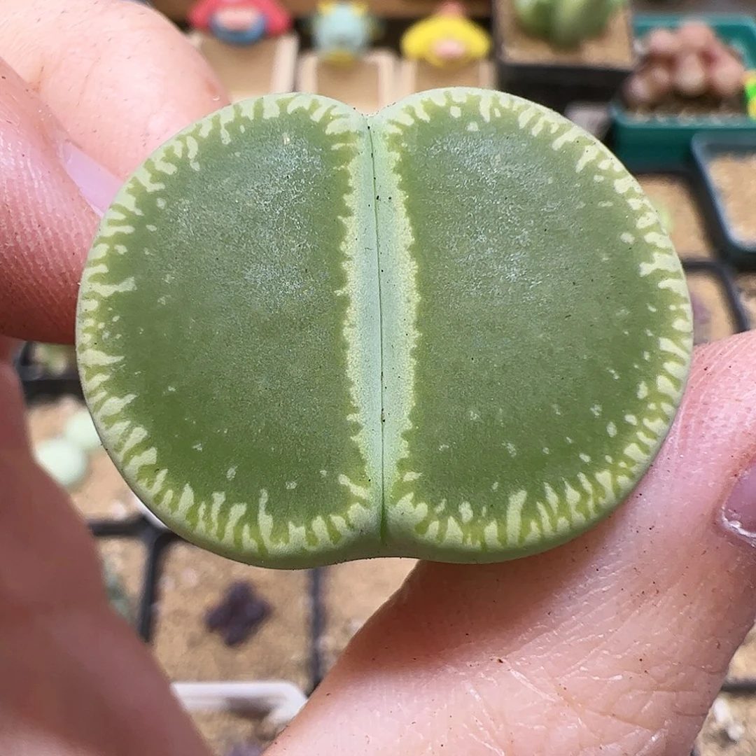 【闪购商品】98 绿光阳