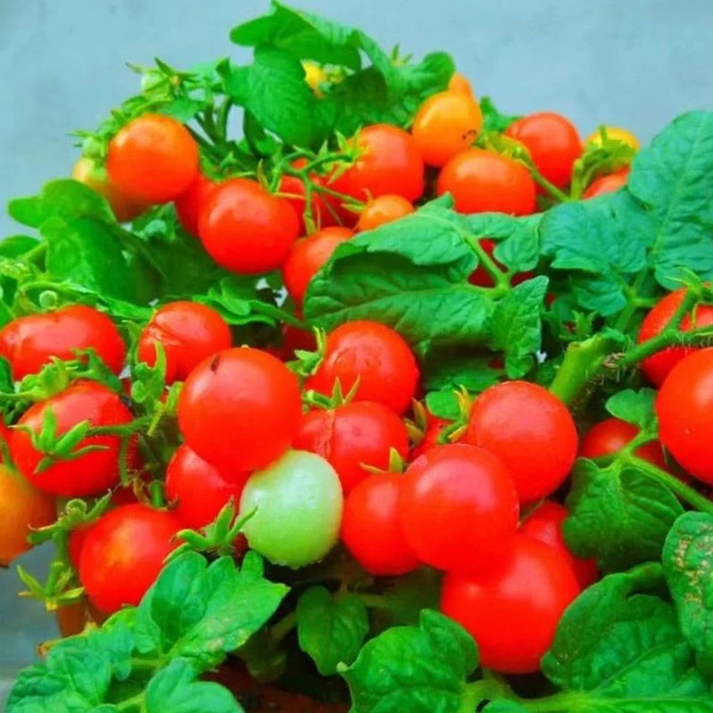 矮生盆栽小樱桃番茄种子阳台四季水果蔬菜观赏食用圣春季种子大全