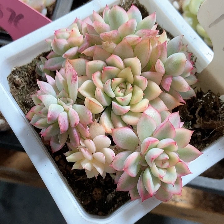 多肉植物锦1990多肉