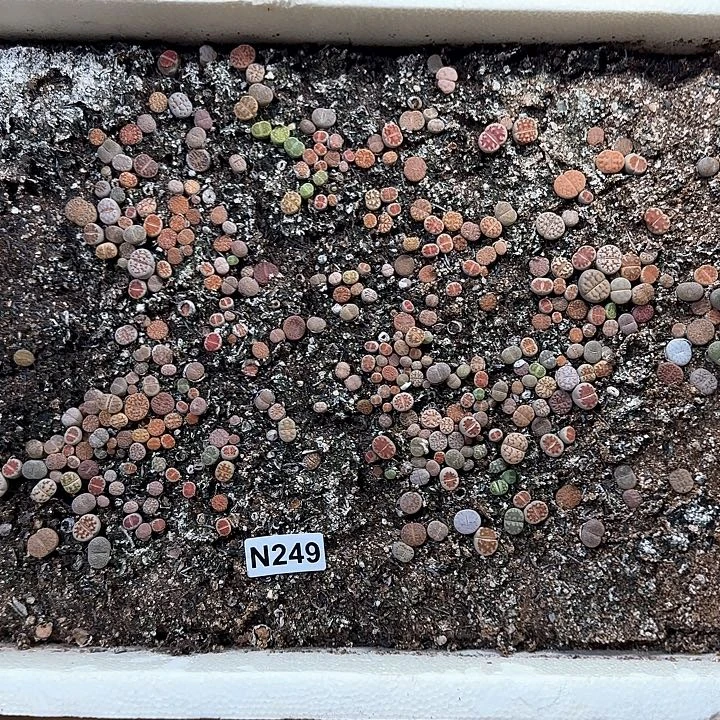 N249 生石花脱土包邮