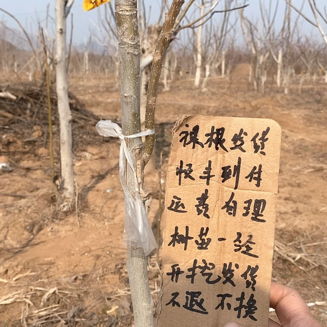 文玩核桃把件良**足南疆石