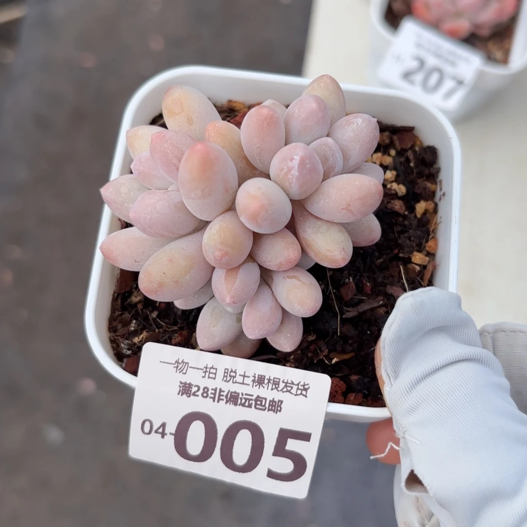 汤圆群多肉多肉多肉多肉