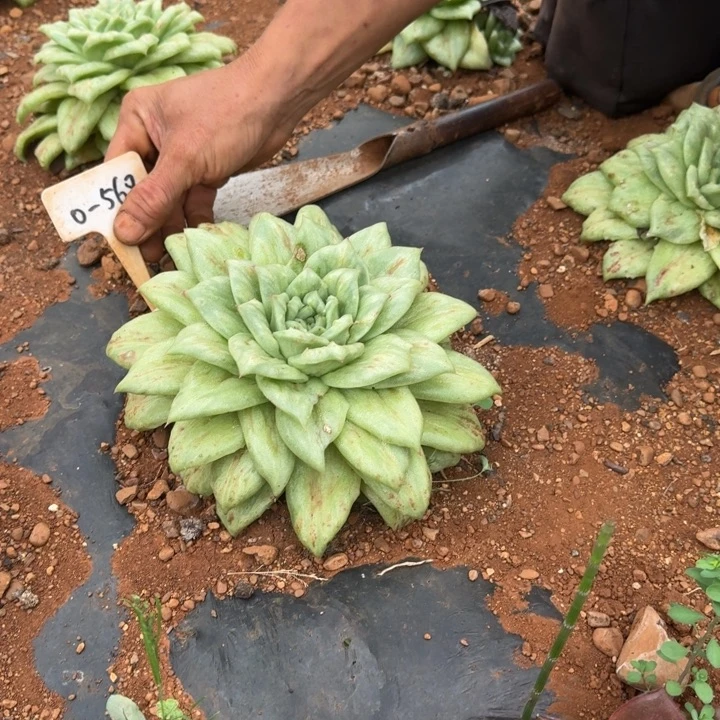 玛丽亚多肉植物0-568