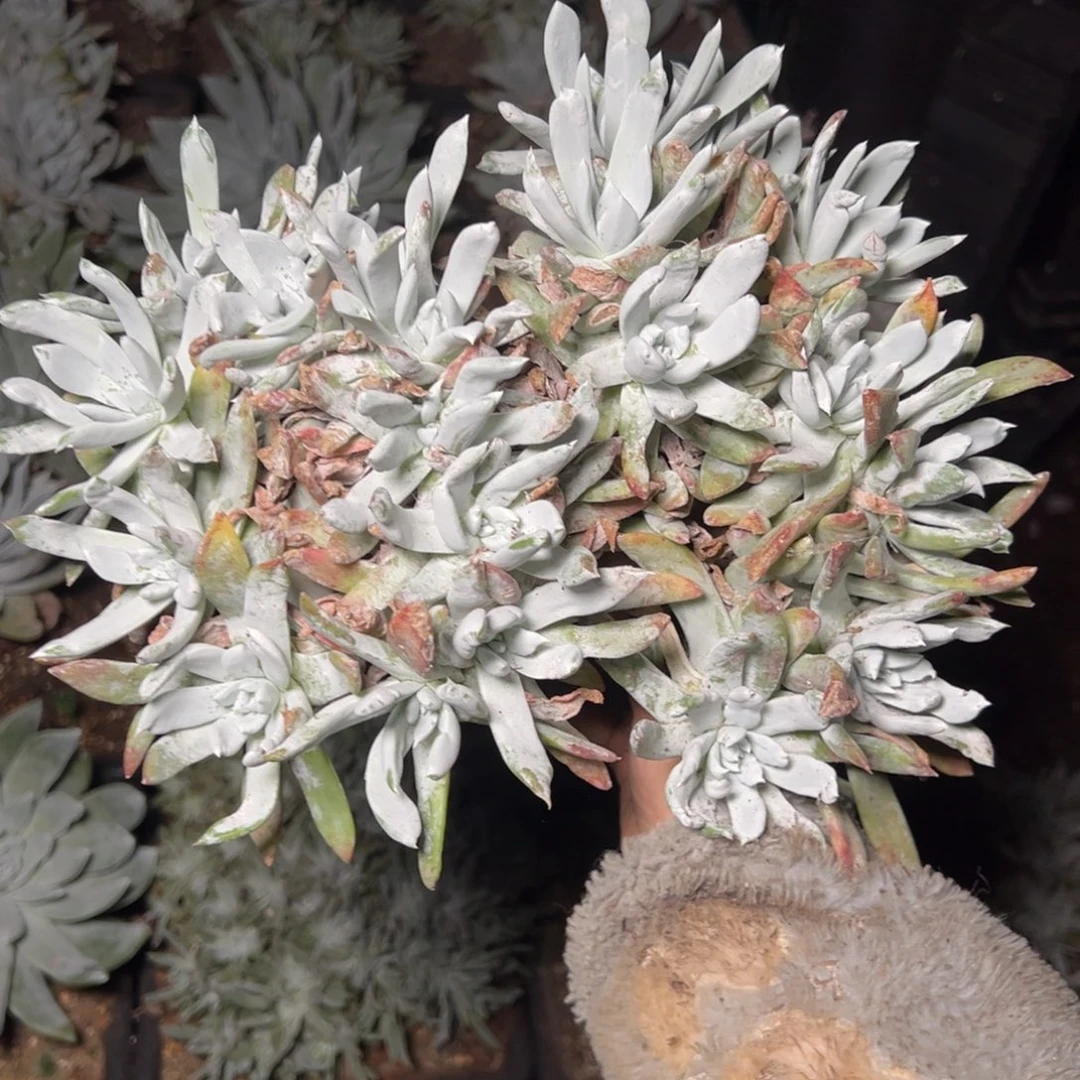 381小帕哈哈哈哈哈哈哈哈