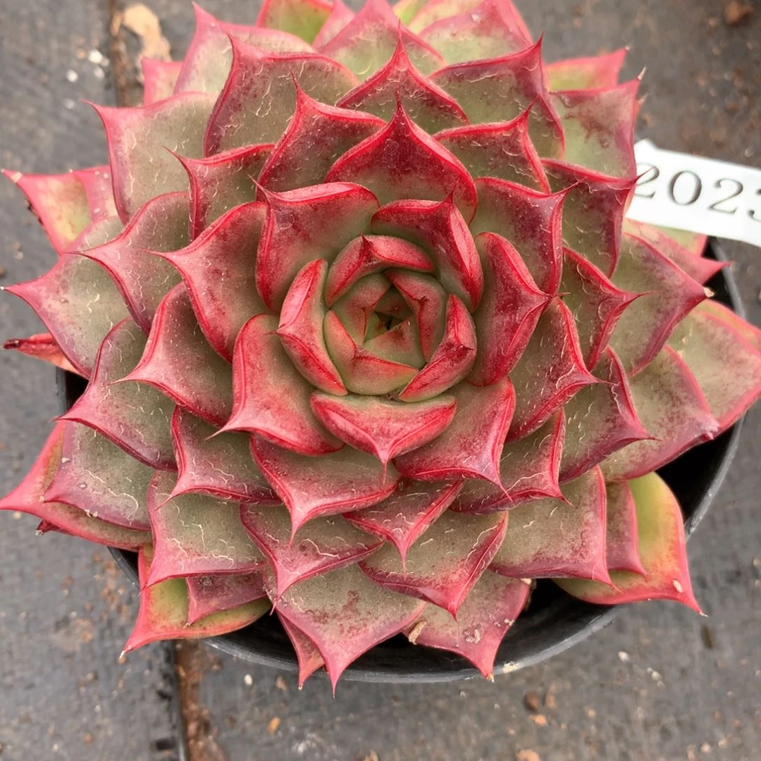 云*2023杂交多肉植物基地