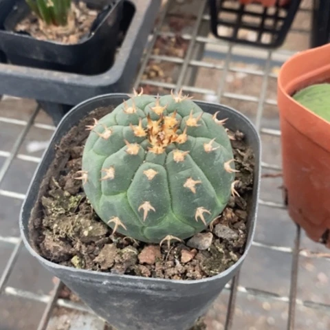 实生大猫爪5仙人球