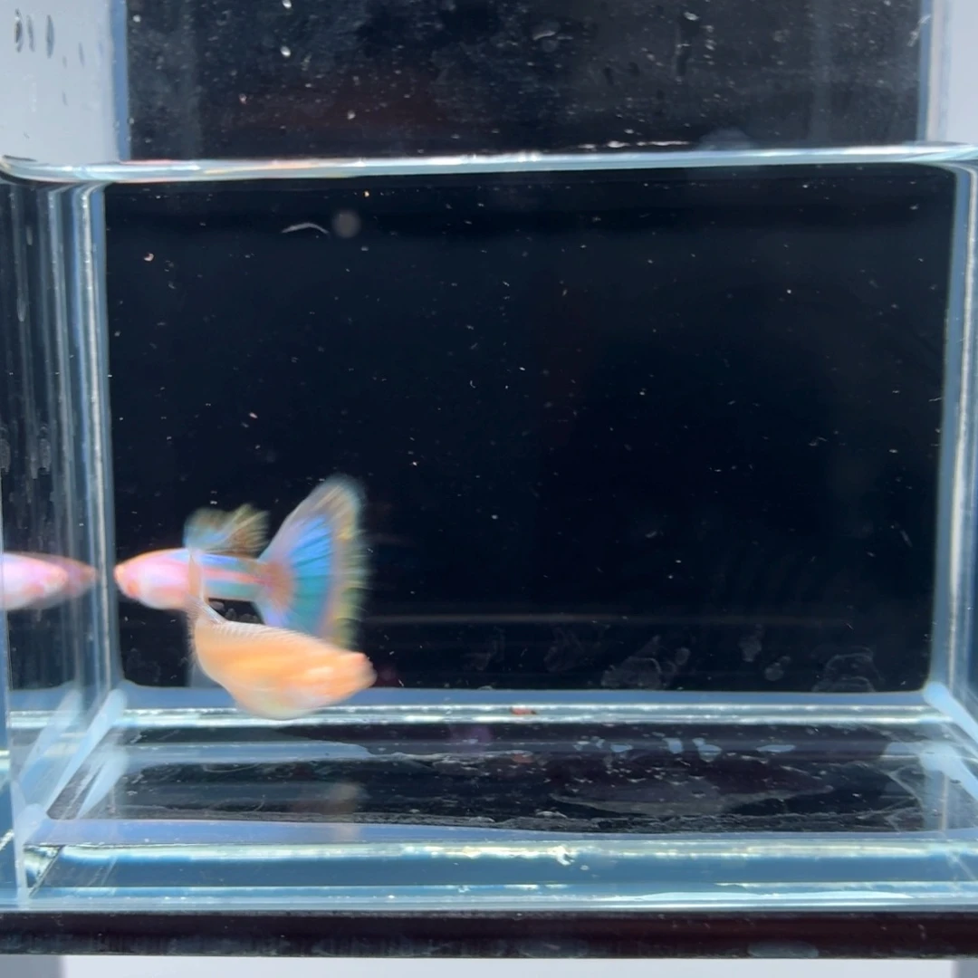 孔雀鱼极光幻彩一对（31）