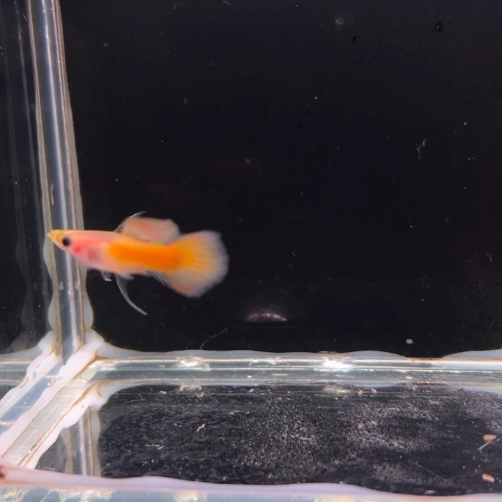 孔雀鱼黄金玻璃猫大C1对