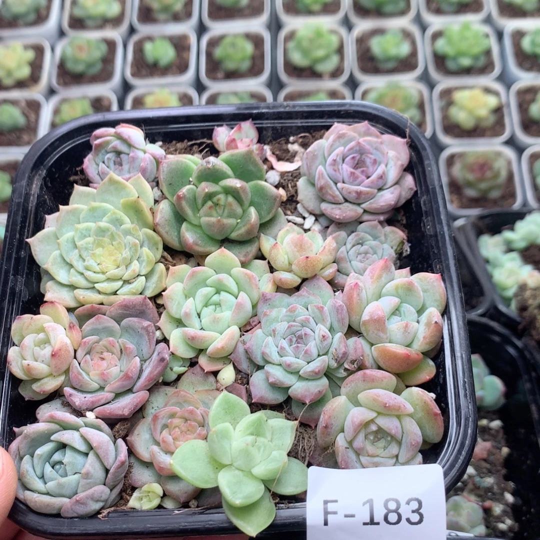 无花朵F183英语英语