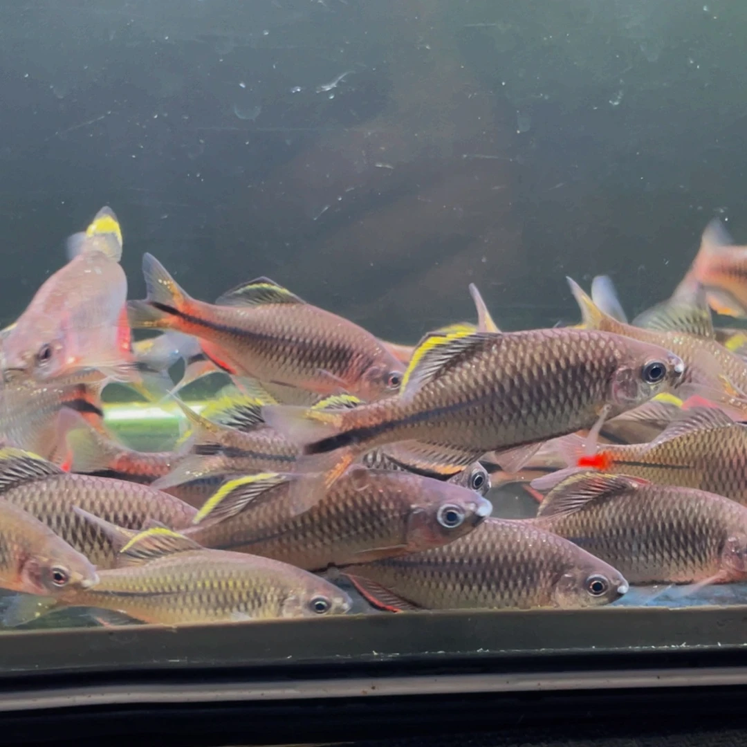海水鱼莆田齐氏鱊5-7厘米2条