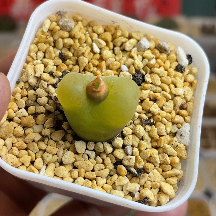 佳人园艺多肉生石花蟠桃754