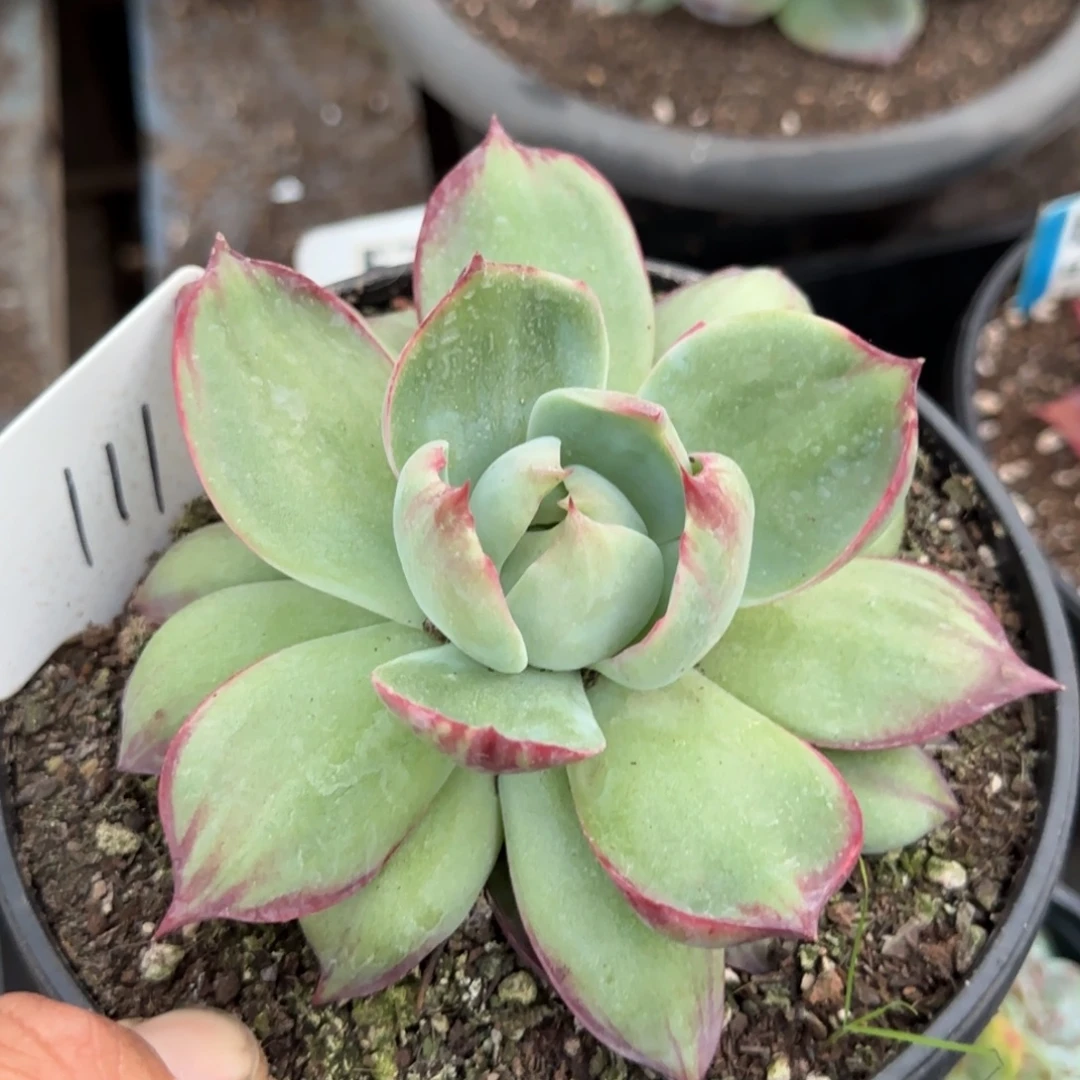 惊鸿一物一拍包装收缩花旱111