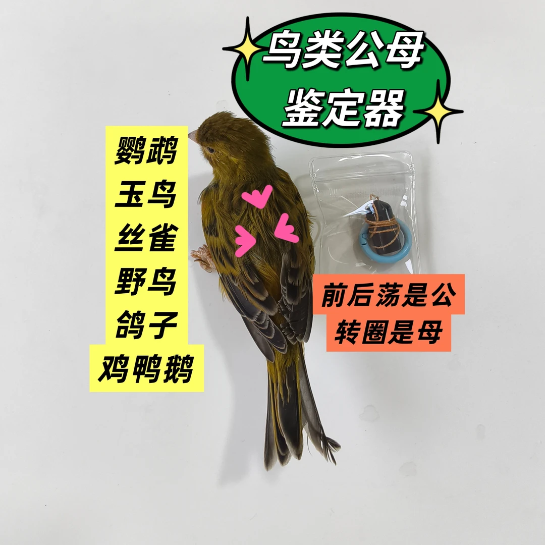 新款短黑形鸟类公母鉴定神器玉鸟鹦鹉放到鸟背部公前后荡母转圈