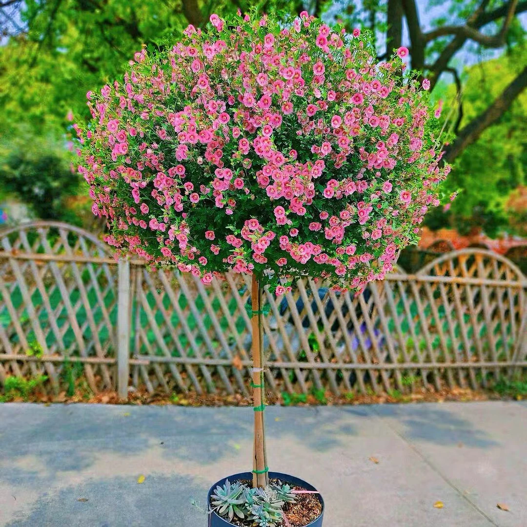 Y90-1米高原盆小木槿独杆棒棒糖盆栽花卉四季开花好养阳台庭院