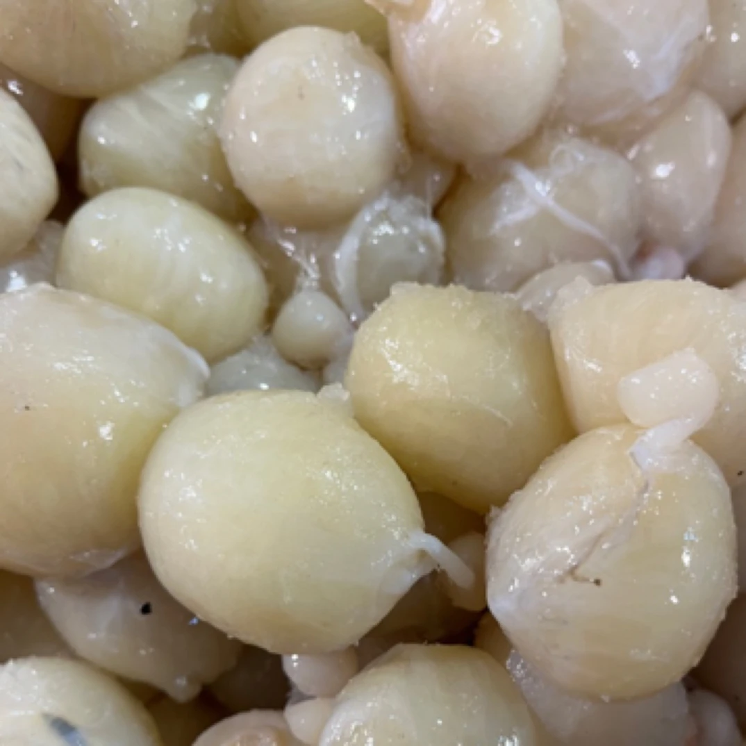 连云港发货  八爪鱼籽（八爪鱼蛋）到手3斤