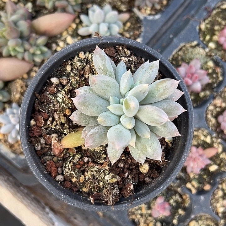 彩体哥特萝莉缀化多肉