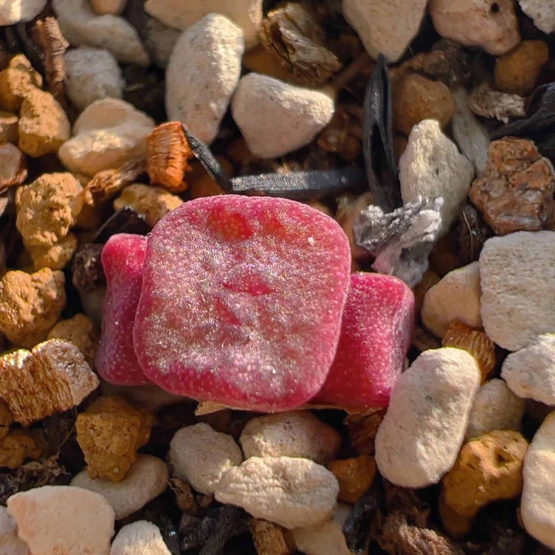 77多肉植物百科知识