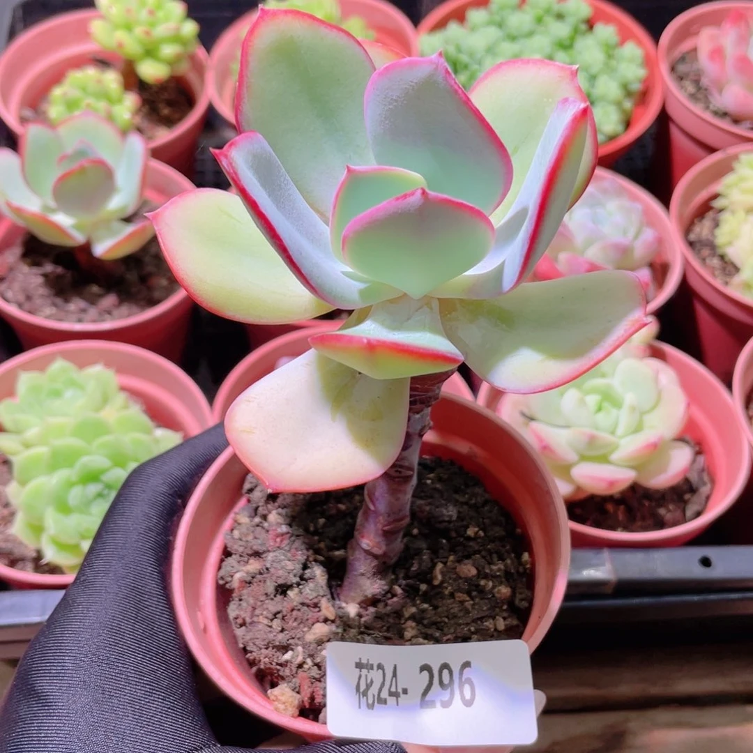 花利美24-296白眉
