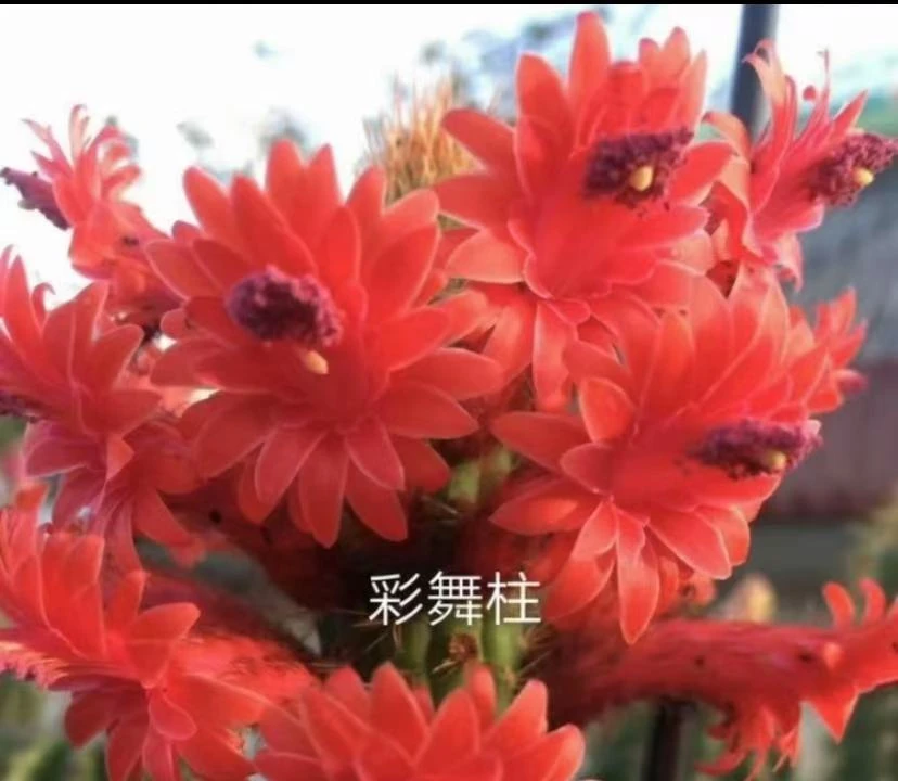 彩舞柱+垂钓金妞   仙人球植物漳州基地直发货 新手好养 室内外
