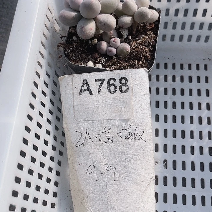 768密密麻麻买买买