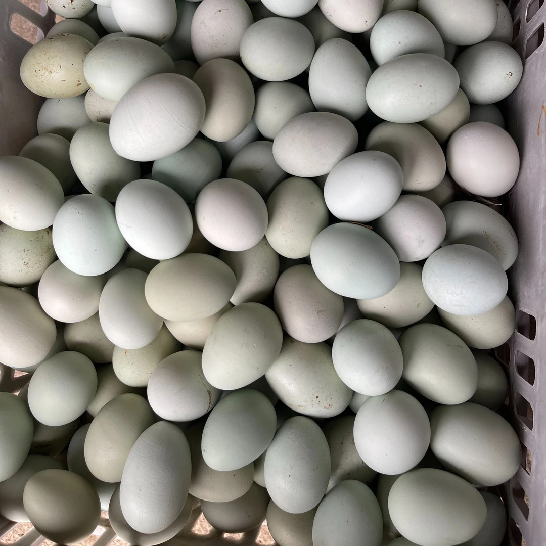 新鲜农家散养土鸡蛋30枚（乌鸡蛋）