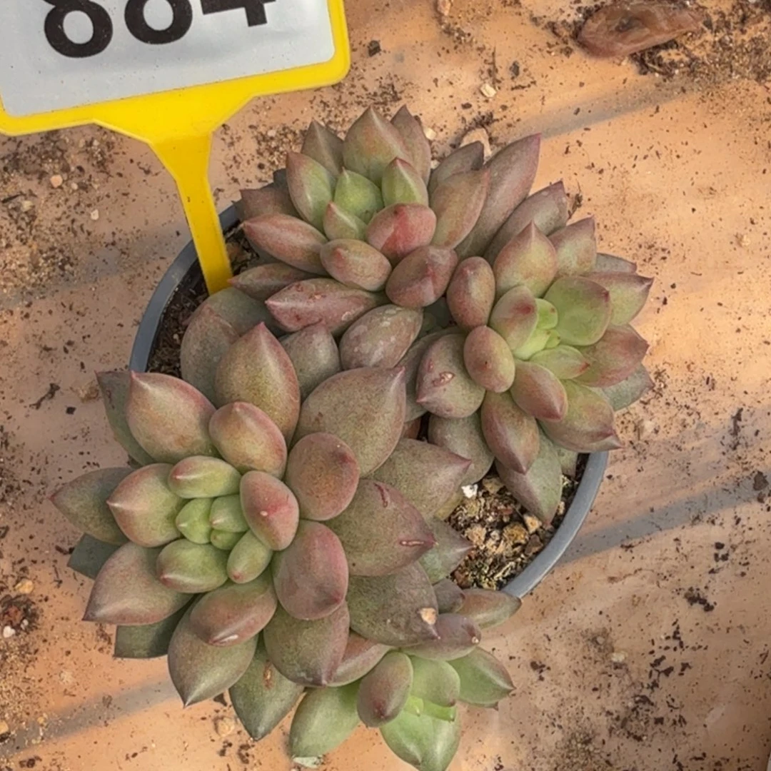 米其林一物一拍884