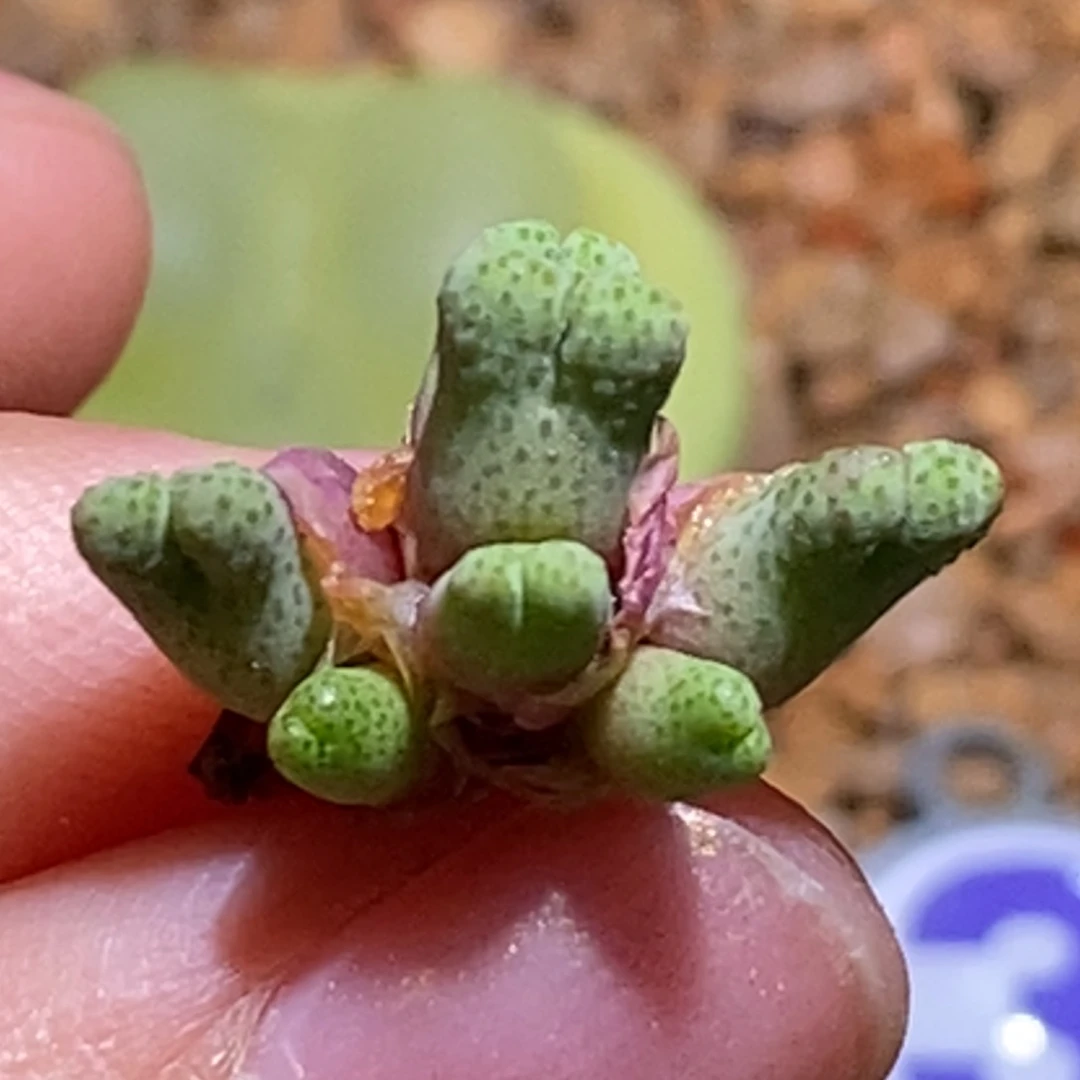 8头995d斑马8头995d斑马