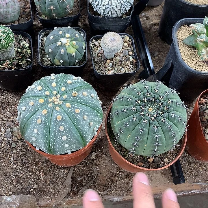 26856858686868689