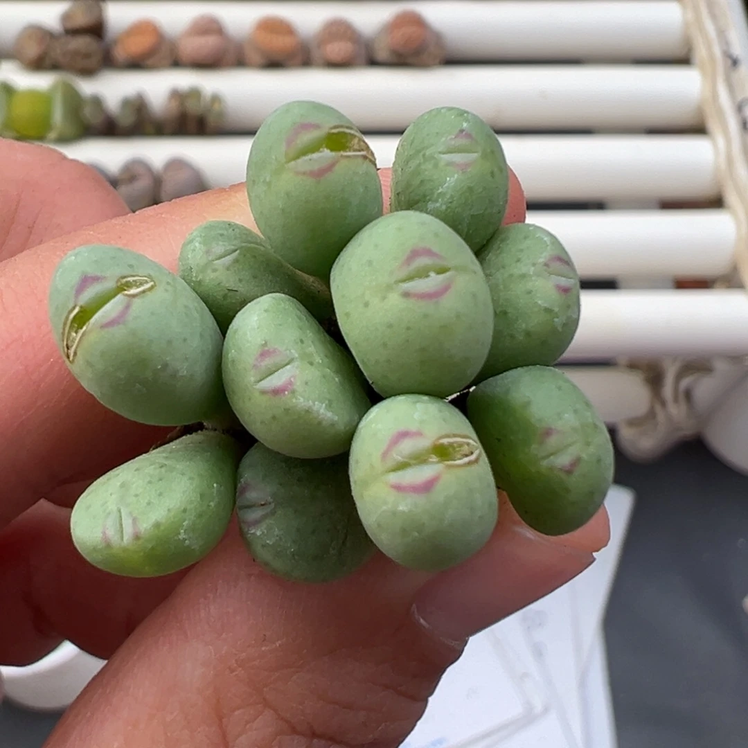 12.17好看的多肉脱土发货274