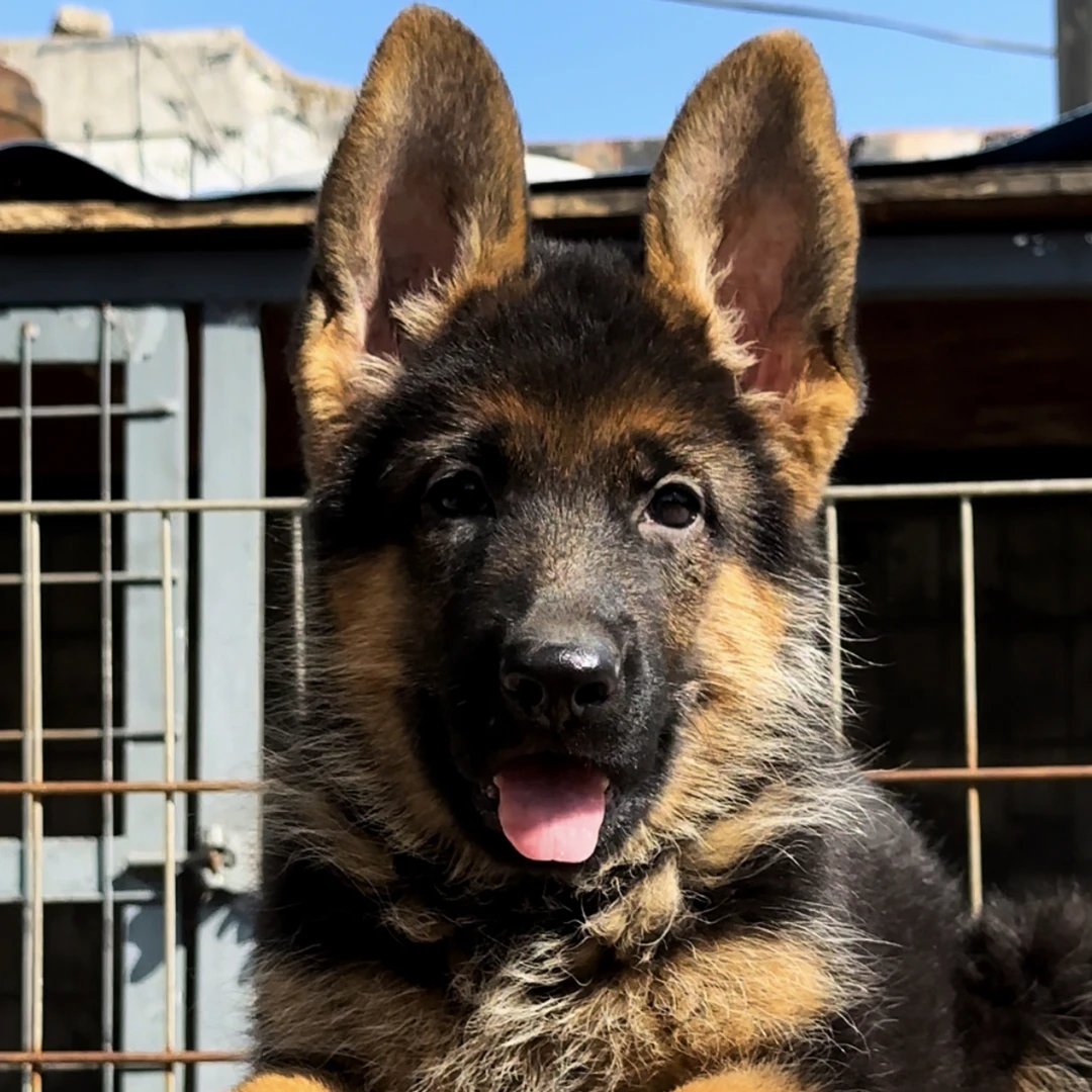 狼王辛巴孙女德牧小母